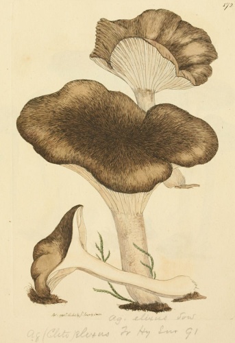 Hygrophorus atramentosus © <a href="//commons.wikimedia.org/wiki/James_Sowerby" title="James Sowerby">James Sowerby</a>