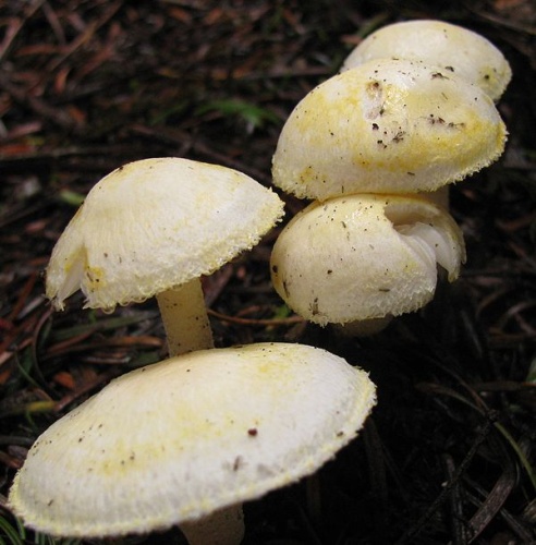 Hygrophorus chrysodon © This image was created by user <a rel="nofollow" class="external text" href="https://mushroomobserver.org/observer/show_user/746">Ryane Snow (snowman)</a> at <a rel="nofollow" class="external text" href="https://mushroomobserver.org">Mushroom Observer</a>, a source for mycological images.<br>You can contact this user <a rel="nofollow" class="external text" href="https://mushroomobserver.org/observer/ask_user_question/746">here</a>.