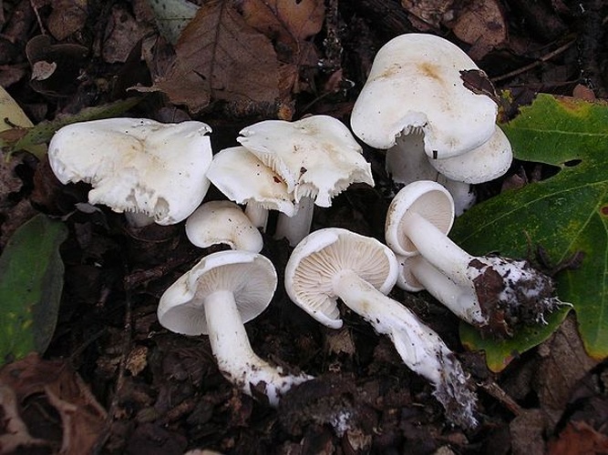 Hygrophorus cossus &copy; <a href="//commons.wikimedia.org/wiki/User:Dragon%C3%B2t" title="User:Dragonòt">Dragonòt</a>