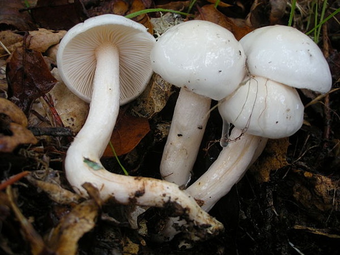 Hygrophorus eburneus © This image was created by user <a rel="nofollow" class="external text" href="https://mushroomobserver.org/observer/show_user/9">Ron Pastorino</a> at <a rel="nofollow" class="external text" href="https://mushroomobserver.org">Mushroom Observer</a>, a source for mycological images.<br>You can contact this user <a rel="nofollow" class="external text" href="https://mushroomobserver.org/observer/ask_user_question/9">here</a>.
