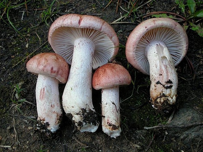 Hygrophorus erubescens © This image was created by user <a rel="nofollow" class="external text" href="https://mushroomobserver.org/observer/show_user/9">Ron Pastorino (Ronpast)</a> at <a rel="nofollow" class="external text" href="https://mushroomobserver.org">Mushroom Observer</a>, a source for mycological images.<br>You can contact this user <a rel="nofollow" class="external text" href="https://mushroomobserver.org/observer/ask_user_question/9">here</a>.