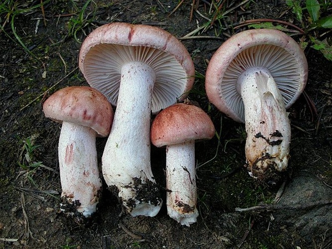 Hygrophorus erubescens &copy; This image was created by user <a rel="nofollow" class="external text" href="https://mushroomobserver.org/observer/show_user/9">Ron Pastorino (Ronpast)</a> at <a rel="nofollow" class="external text" href="https://mushroomobserver.org">Mushroom Observer</a>, a source for mycological images.<br>You can contact this user <a rel="nofollow" class="external text" href="https://mushroomobserver.org/observer/ask_user_question/9">here</a>.