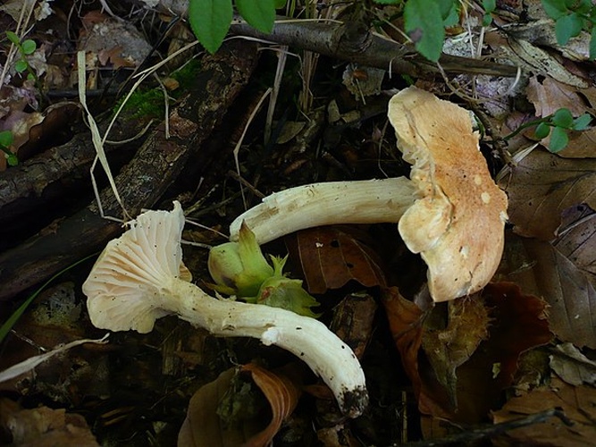 Hygrophorus lindtneri &copy; This image was created by user <a rel="nofollow" class="external text" href="https://mushroomobserver.org/observer/show_user/1093">Gerhard Koller (Gerhard)</a> at <a rel="nofollow" class="external text" href="https://mushroomobserver.org">Mushroom Observer</a>, a source for mycological images.<br>You can contact this user <a rel="nofollow" class="external text" href="https://mushroomobserver.org/observer/ask_user_question/1093">here</a>.