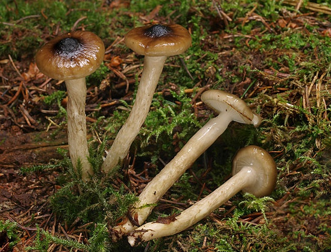 Hygrophorus olivaceoalbus &copy; <a href="//commons.wikimedia.org/w/index.php?title=User:Ak_ccm&amp;action=edit&amp;redlink=1" class="new" title="User:Ak ccm (page does not exist)">Andreas Kunze</a>