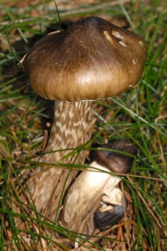 Hygrophorus persoonii © James K. Lindsey