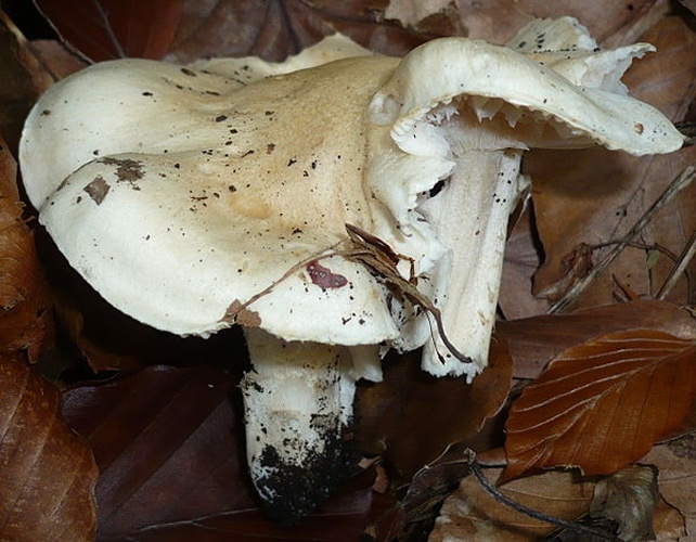 Hygrophorus poetarum © This image was created by user <a rel="nofollow" class="external text" href="https://mushroomobserver.org/observer/show_user/1093">Gerhard Koller (Gerhard)</a> at <a rel="nofollow" class="external text" href="https://mushroomobserver.org">Mushroom Observer</a>, a source for mycological images.<br>You can contact this user <a rel="nofollow" class="external text" href="https://mushroomobserver.org/observer/ask_user_question/1093">here</a>.