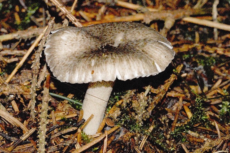 Hygrophorus pustulatus &copy; James Lindsey