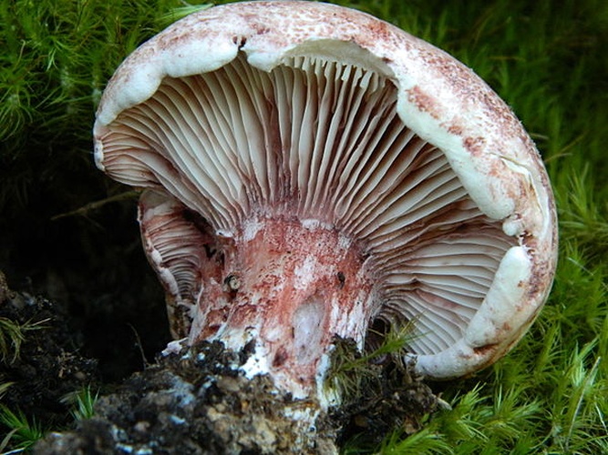 Hygrophorus russula © This image was created by user <a rel="nofollow" class="external text" href="https://mushroomobserver.org/observer/show_user/2511">Matt Sherman (Shermanii)</a> at <a rel="nofollow" class="external text" href="https://mushroomobserver.org">Mushroom Observer</a>, a source for mycological images.<br>You can contact this user <a rel="nofollow" class="external text" href="https://mushroomobserver.org/observer/ask_user_question/2511">here</a>.