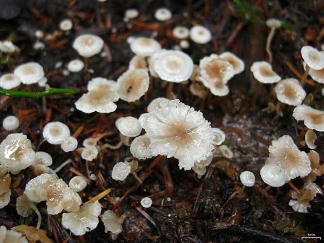 Collybia cirrhata &copy; <a rel="nofollow" class="external text" href="https://mushroomobserver.org/observer/show_user/252">Jason Hollinger</a>