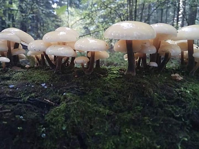 Flammulina fennae &copy; <a href="//commons.wikimedia.org/w/index.php?title=User:Andrea_EDASA&amp;action=edit&amp;redlink=1" class="new" title="User:Andrea EDASA (page does not exist)">Andrea EDASA</a>