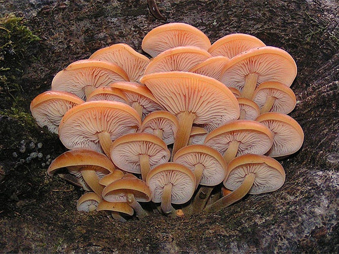 Enokitake © <a href="//commons.wikimedia.org/w/index.php?title=User:Ericsteinert&amp;action=edit&amp;redlink=1" class="new" title="User:Ericsteinert (page does not exist)">Eric Steinert</a>