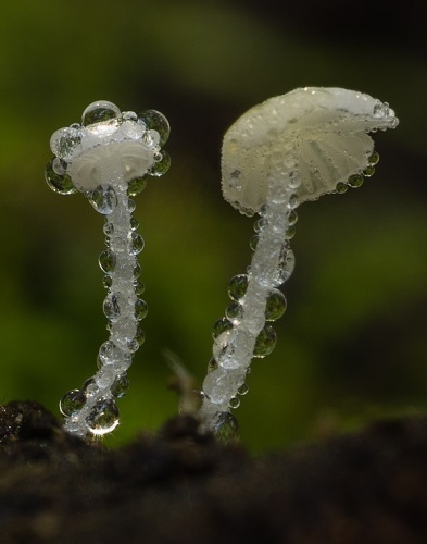Hemimycena cephalotricha © This image was created by user <a rel="nofollow" class="external text" href="https://mushroomobserver.org/observer/show_user/2268">Sava Krstic (sava)</a> at <a rel="nofollow" class="external text" href="https://mushroomobserver.org">Mushroom Observer</a>, a source for mycological images.<br>You can contact this user <a rel="nofollow" class="external text" href="https://mushroomobserver.org/observer/ask_user_question/2268">here</a>.