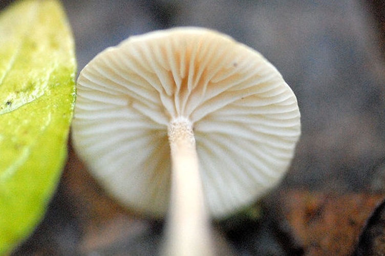 Hemimycena cucullata &copy; James Lindsey