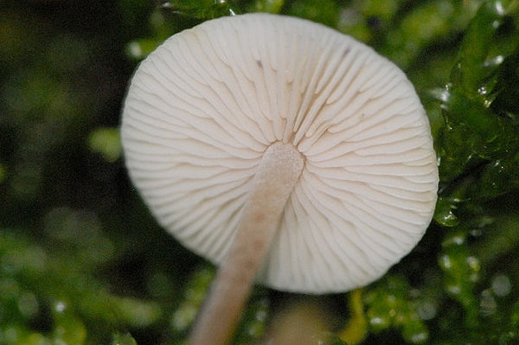 Hemimycena lactea &copy; James Lindsey