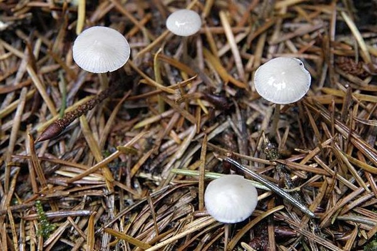 Hemimycena pseudolactea © James K. Lindsey