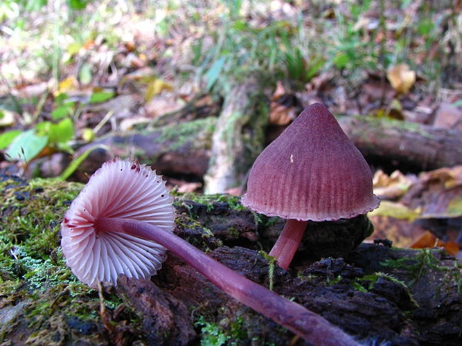 Mycena haematopus &copy; This image was created by user <a rel="nofollow" class="external text" href="https://mushroomobserver.org/observer/show_user/439">Dan Molter (shroomydan)</a> at <a rel="nofollow" class="external text" href="https://mushroomobserver.org">Mushroom Observer</a>, a source for mycological images.<br>You can contact this user <a rel="nofollow" class="external text" href="https://mushroomobserver.org/observer/ask_user_question/439">here</a>.