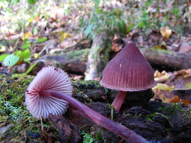 Mycena haematopus © This image was created by user <a rel="nofollow" class="external text" href="https://mushroomobserver.org/observer/show_user/439">Dan Molter (shroomydan)</a> at <a rel="nofollow" class="external text" href="https://mushroomobserver.org">Mushroom Observer</a>, a source for mycological images.<br>You can contact this user <a rel="nofollow" class="external text" href="https://mushroomobserver.org/observer/ask_user_question/439">here</a>.