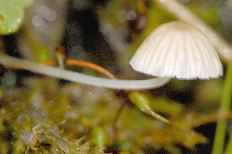 Mycena hiemalis &copy; James K. Lindsey