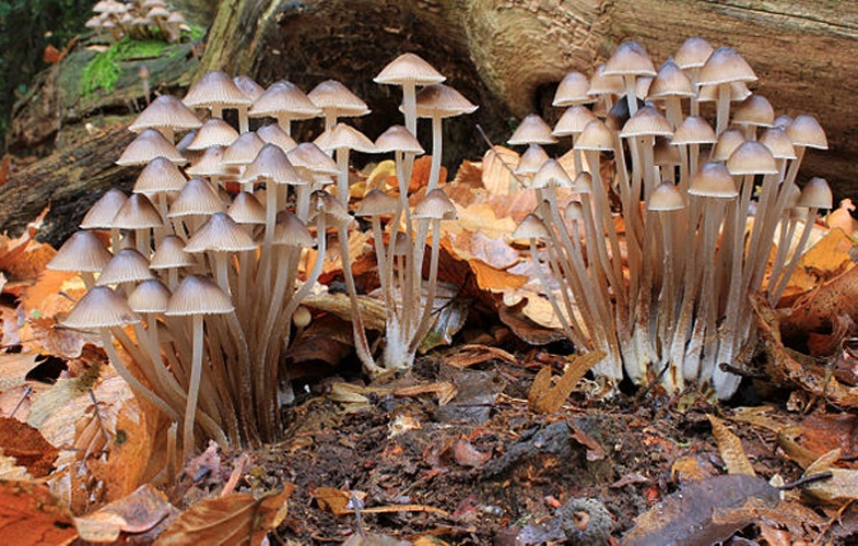 Mycena inclinata © <a href="//commons.wikimedia.org/wiki/User:Stu%27s_Images" title="User:Stu's Images">Stu's Images</a>