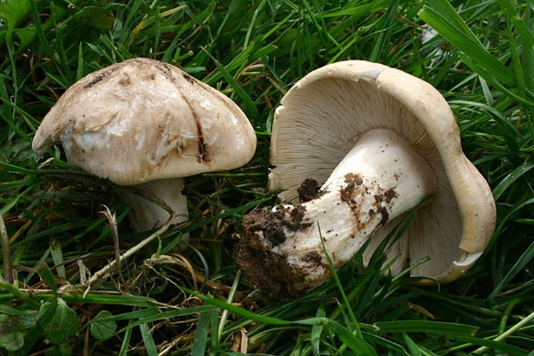 Calocybe gambosa © <a href="//commons.wikimedia.org/wiki/User:Strobilomyces" title="User:Strobilomyces">User:Strobilomyces</a>