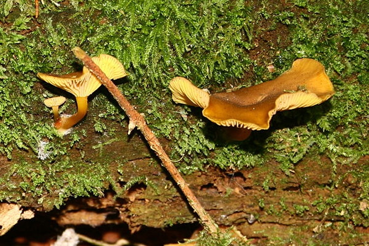 Chrysomphalina chrysophylla &copy; <a href="//commons.wikimedia.org/wiki/User:Strobilomyces" title="User:Strobilomyces">Strobilomyces</a>