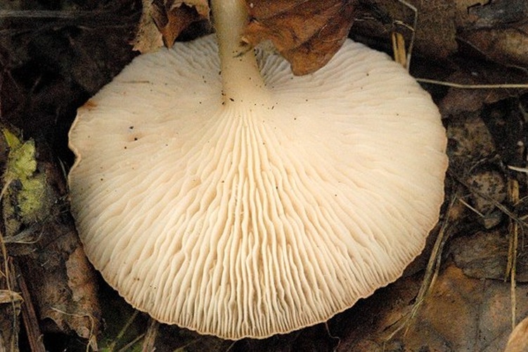 Clitocybe costata © James Lindsey