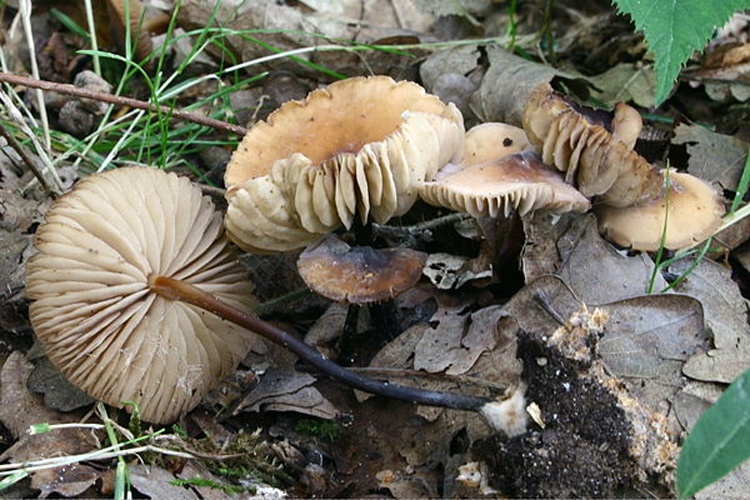 Marasmius cohaerens © <a href="//commons.wikimedia.org/wiki/User:Strobilomyces" title="User:Strobilomyces">Strobilomyces</a>