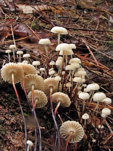 Marasmius rotula &copy; Eric Smith (Bobzimmer)