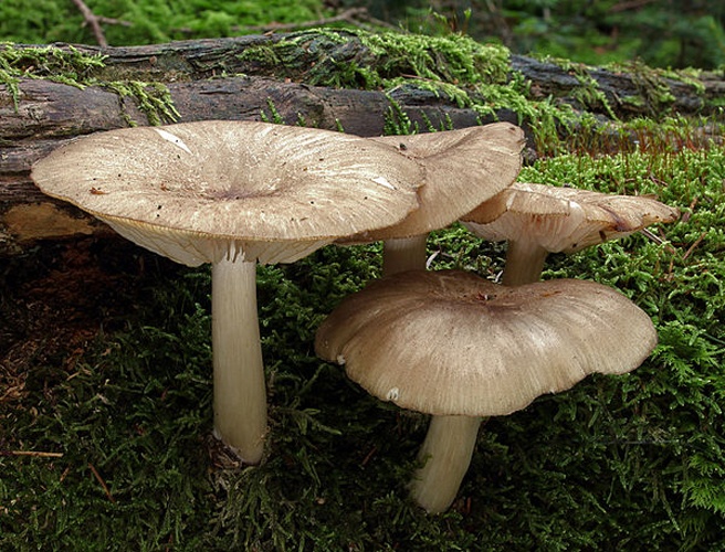 Megacollybia platyphylla © <a href="//commons.wikimedia.org/wiki/User:Holleday" title="User:Holleday">H. Krisp</a>