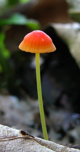 Mycena acicula © This image was created by user <a rel="nofollow" class="external text" href="https://mushroomobserver.org/observer/show_user/439">Dan Molter (shroomydan)</a> at <a rel="nofollow" class="external text" href="https://mushroomobserver.org">Mushroom Observer</a>, a source for mycological images.<br>You can contact this user <a rel="nofollow" class="external text" href="https://mushroomobserver.org/observer/ask_user_question/439">here</a>.
