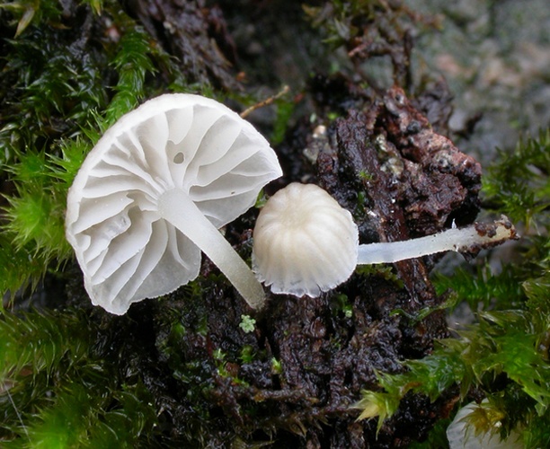 Mycena alba © Arne Aronsen, Naturhistorisk museum, Universitetet i Oslo