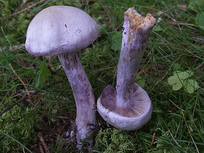 Cortinarius agathosmus © <a href="//commons.wikimedia.org/wiki/User:Selso" title="User:Selso">Jerzy Opioła</a>