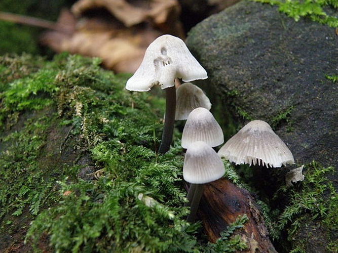 Mycena arcangeliana &copy; This image was created by user <a rel="nofollow" class="external text" href="https://mushroomobserver.org/observer/show_user/1401">Josh Milburn (J Milburn)</a> at <a rel="nofollow" class="external text" href="https://mushroomobserver.org">Mushroom Observer</a>, a source for mycological images.<br>You can contact this user <a rel="nofollow" class="external text" href="https://mushroomobserver.org/observer/ask_user_question/1401">here</a>.