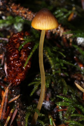 Mycena aurantiomarginata &copy; <a rel="nofollow" class="external text" href="https://mushroomobserver.org/observer/show_user/123">Alan Rockefeller</a>