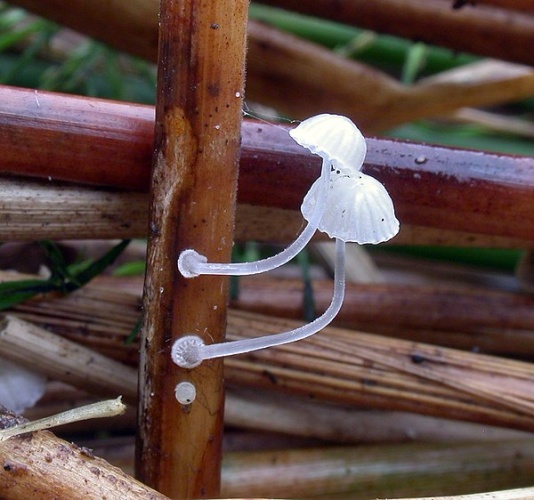 Mycena bulbosa © Arne Aronsen/Naturhistorisk museum, Universitetet i Oslo