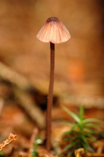 Mycena capillaripes &copy; James K. Lindsey