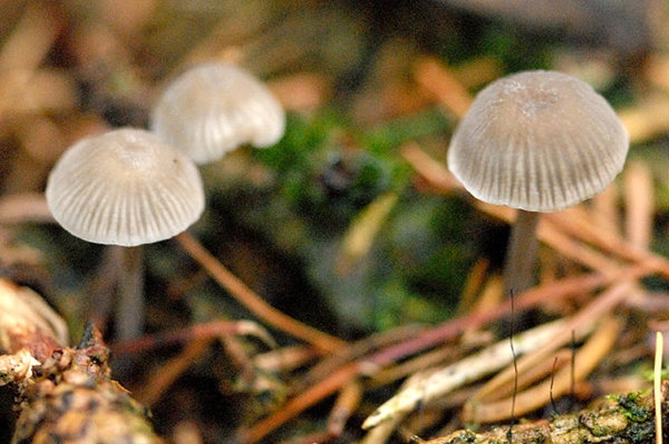 Mycena cinerella &copy; James Lindsey