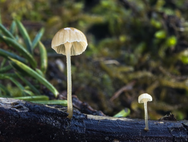 Mycena clavata &copy; Arne Aronsen, Naturhistorisk museum, Universitetet i Oslo