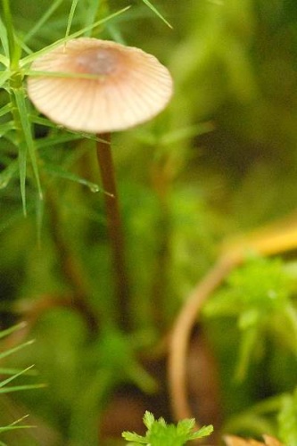 Mycena concolor © James K. Lindsey
