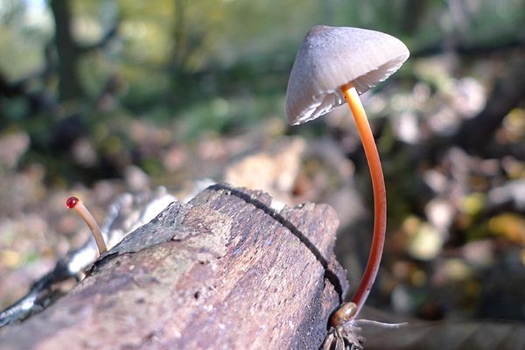 Mycena crocata &copy; <a rel="nofollow" class="external text" href="https://flickr.com/people/55663585@N00">Alastair Rae</a>