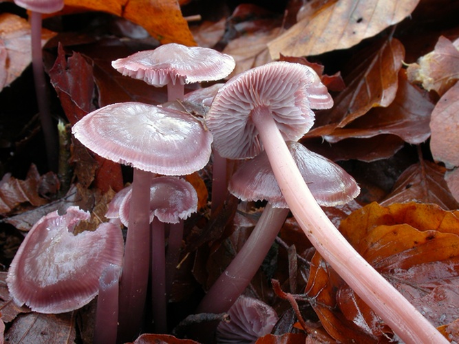 Mycena diosma © Arne Aronsen, Naturhistorisk museum, Universitetet i Oslo