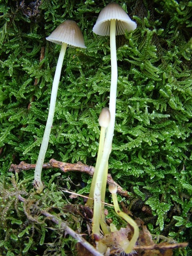 Mycena epipterygia &copy; <a href="//commons.wikimedia.org/wiki/User:Annabel" title="User:Annabel">Annabel</a>