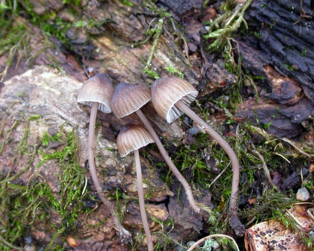 Mycena erubescens © Arne Aronsen, Naturhistorisk museum, Universitetet i Oslo