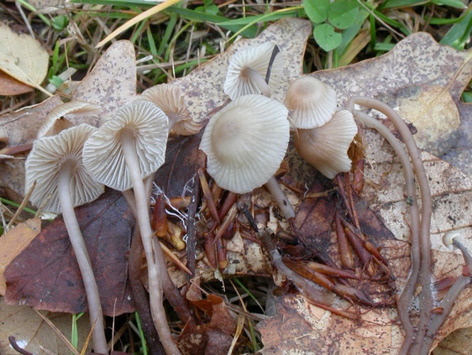 Mycena fagetorum &copy; Arne Aronsen, Naturhistorisk museum, Universitetet i Oslo