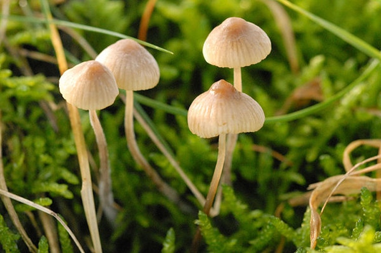 Mycena flavoalba © James Lindsey