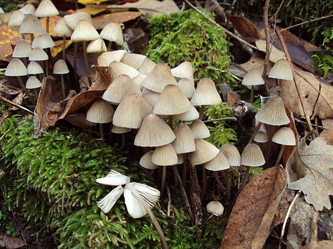 Mycena galopus © This image was created by user <a rel="nofollow" class="external text" href="https://mushroomobserver.org/observer/show_user/919">Richard Sullivan (enchplant)</a> at <a rel="nofollow" class="external text" href="https://mushroomobserver.org">Mushroom Observer</a>, a source for mycological images.<br>You can contact this user <a rel="nofollow" class="external text" href="https://mushroomobserver.org/observer/ask_user_question/919">here</a>.