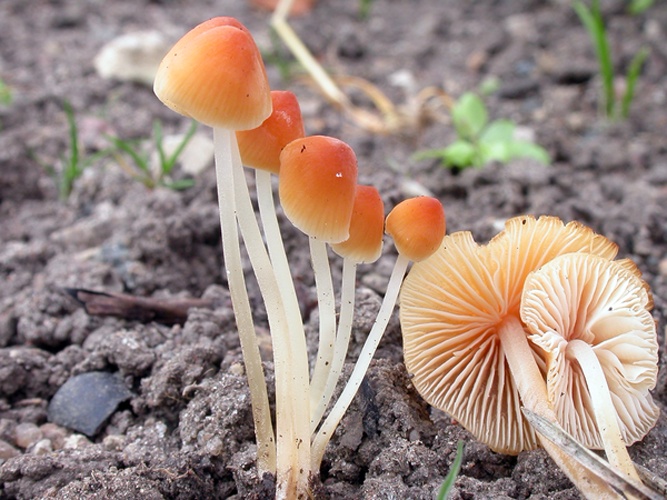 Mycena leptophylla © Arne Aronsen, Naturhistorisk museum, Universitetet i Oslo
