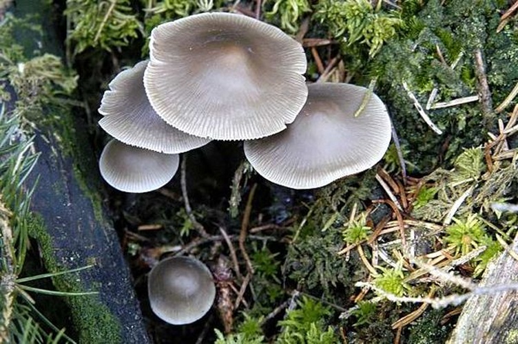 Mycena maculata © James K. Lindsey