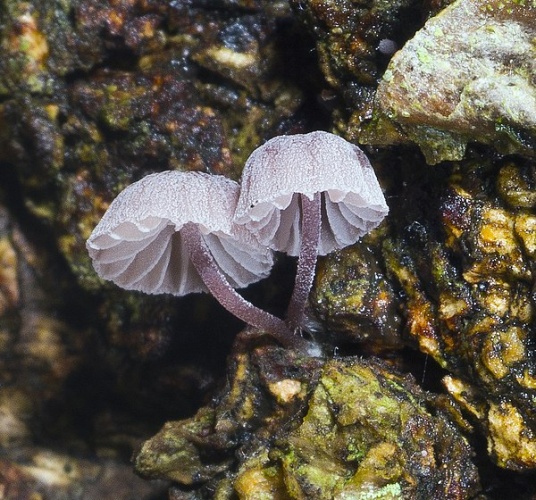 Mycena meliigena &copy; Arne Aronsen/Naturhistorisk museum, Universitetet i Oslo