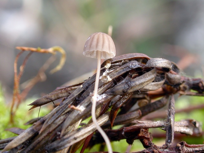 Mycena mirata &copy; Arne Aronsen, Naturhistorisk museum, Universitetet i Oslo